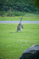Close-up portrait of an eastern grey kangaroo standing alert in its natural forest environment in Australia. Captured in golden light, showing detail and expression.