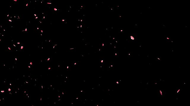 Japanese Spring Sakura Petals Falling Chroma Key. Cherry Blossom 4k, Isolated Pink Petals Animated Black Screen Overlay with Alpha Matte, Floral Chroma Key, Alpha Channel