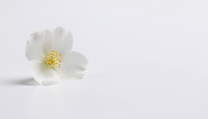 Fototapeta premium A white flower on isolated white background.