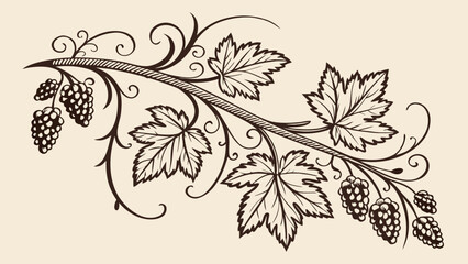 Illustration of a vine with leaves and grapes in a decorative vintage style design element