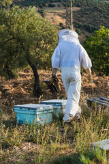 Beekeeper walking towards beehives carrying bee smoker in apiary