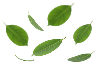 Naklejka premium Vibrant green ficus leaves, varying in size and texture, gently floating against a pristine, clean white studio background with shallow depth of field, conveying natural beauty and purity