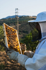 Beekeeper holding honeycomb frame with bees working in apiary
