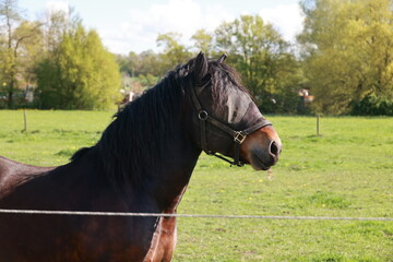 Horse with a black mane and a black bridle is standing in a field