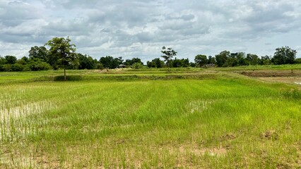 field of wheat farming A beautiful and lush green rice field in the harvest season, with tall rice plants and a vast landscape. Agriculture harvest countryside farmer