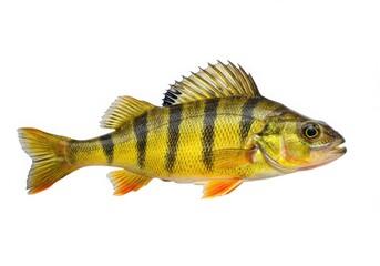 A vibrant yellow perch with dark vertical stripes isolated on white background