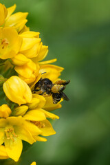 A female Yellow loosestrife bee, Macropis europaea on its host plant, Lysimachia vulgaris