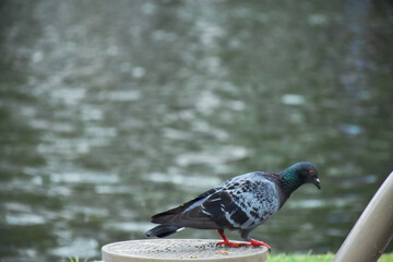 Dove standing waiting for the man to feed on the concrete floor near the pier.
