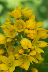 Closeup on a bright blossoming Yellow loosestrife, Lysimachia vulgaris