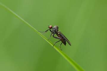 Closeup on a small Hybos culiciformis fly sitting in a straw of grass