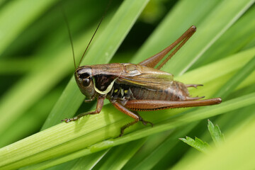 Closeup on a male Roesel's bush cricket katydid, Roeseliana roeselii sitting in grass