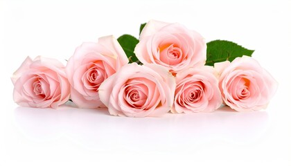 Pink roses bouquet on white