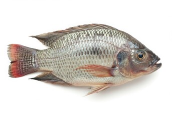 A whole tilapia fish with red tipped tail isolated on white background