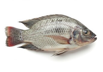 Fototapeta premium A single fresh tilapia fish with detailed scales and fins isolated on white background