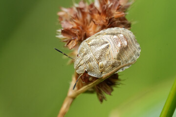 Closeup on a nymph, larvae of the Tortoise bug, Eurygaster testudinaria