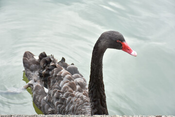 Black swan swimming in a reservoir