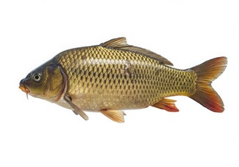 Detailed view of a common carp fish with golden scales isolated on white background