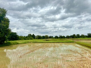 field of wheat farming A beautiful and lush green rice field in the harvest season, with tall rice plants and a vast landscape. Agriculture harvest countryside farmer