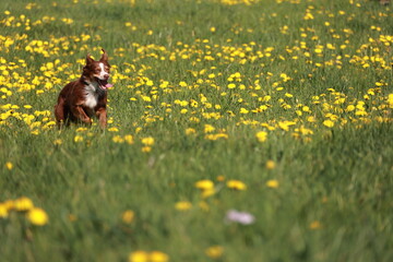 Brown and white dog is running through a field of yellow flowers