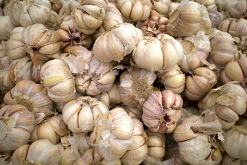 Close up of fresh garlic, Allium sativum, on supermarket