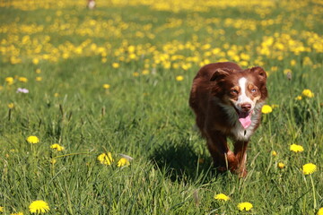 Brown and white dog is running through a field of yellow flowers