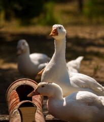 White domestic geese near feeder on sunny farmyard
