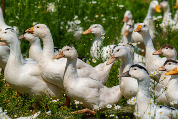 White domestic geese standing in green field with wildflowers