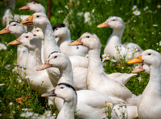 White domestic geese standing in green field with wildflowers