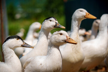 Flock of domestic ducks standing together on sunny farm