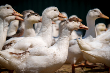 Flock of domestic ducks standing together on sunny farm