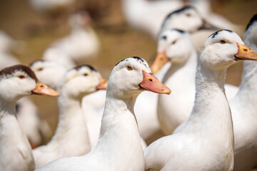 Flock of domestic ducks standing together on sunny farm
