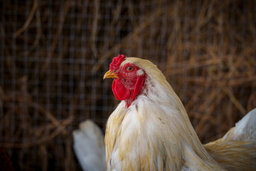 Close-up of white rooster with red comb in farm coop