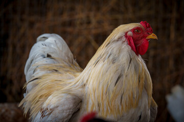 Close-up of white rooster with red comb in farm coop