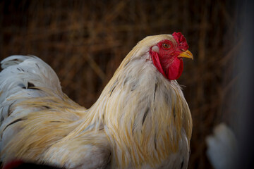 Close-up of white rooster with red comb in farm coop