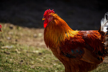 Colorful rooster standing in sunlit farmyard near wooden fence