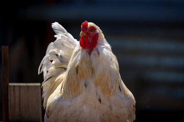 Close-up of white rooster with red comb in farm coop