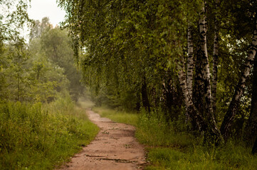 Fototapeta premium A narrow path through a birch grove on a foggy morning, surrounded by tall trees and soft natural light in peaceful silence