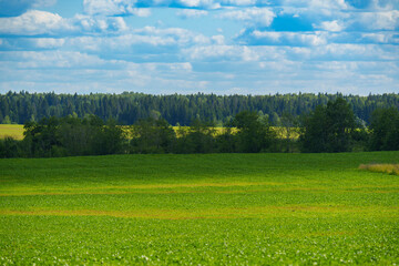 Obraz premium Green crop field and distant forest under cloudy summer sky