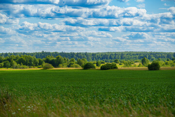 Fototapeta premium Green crop field and distant forest under cloudy summer sky