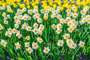 daffodil flowers in front of blue sky