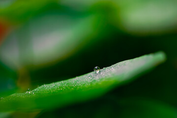 water drop on a leaf