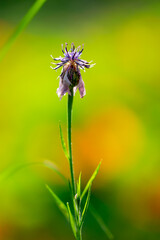 dried flower in the garden