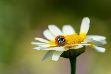 ladybug on a flower