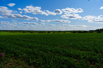 Green crop field and distant forest under cloudy summer sky