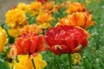 peony tulips with a stunning array of colors, featuring bold reds and bright yellows