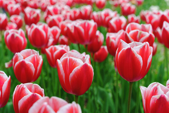A lush field of vibrant pink red tulips with white edges on delicate petals with contrast against a soft-focus green backdrop