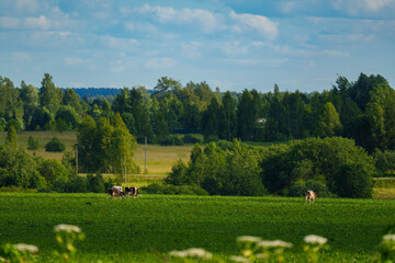 Green crop field and distant forest under cloudy summer sky