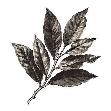Vintage illustration of bay leaves, representing aromatic herbs, ideal for culinary marketing and cooking events
