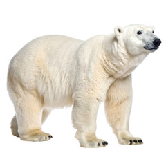 Fototapeta premium Polar bear arctic animal white fur large mammal standing isolated wildlife carnivore cold climate powerful presence majestic
