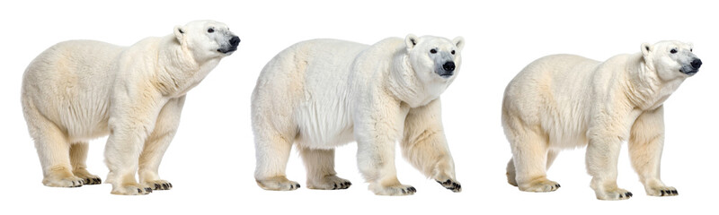 Polar bear arctic animal white fur large mammal isolated standing walking wildlife carnivore cold climate powerful presence natural habitat